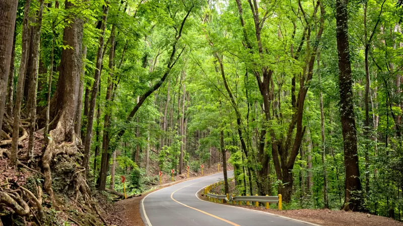 Forest Scenic Route