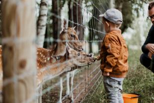 Kid feeding animals in the zoo